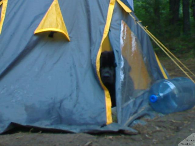 Фото: ньюфаундленд Атлант Бэст