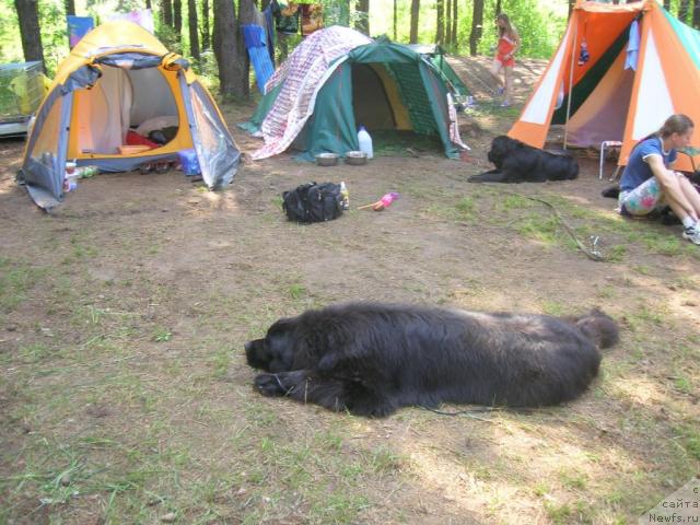 Фото: ньюфаундленд Атлант Бэст