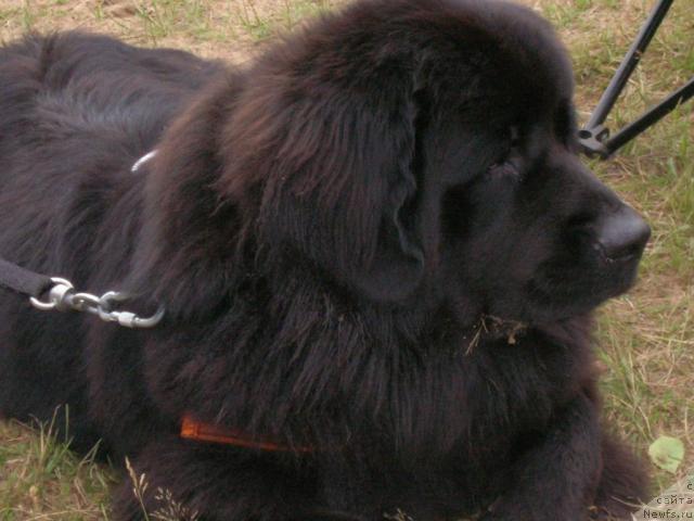 Фото: ньюфаундленд Атлант Бэст