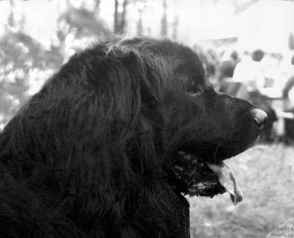 Фото: ньюфаундленд Юстас-Агли