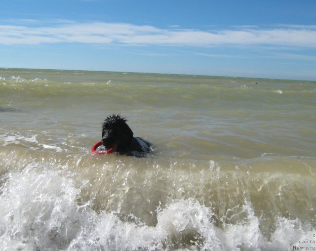 Фото: ньюфаундленд Юнона