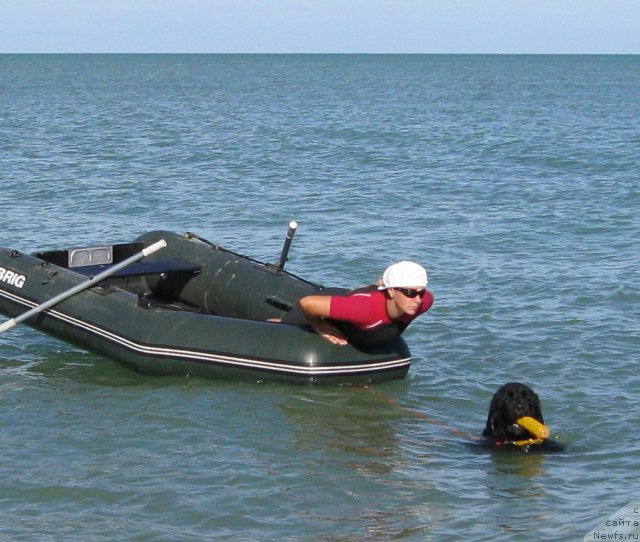 Фото: ньюфаундленд Юнона, Ксения Семикова