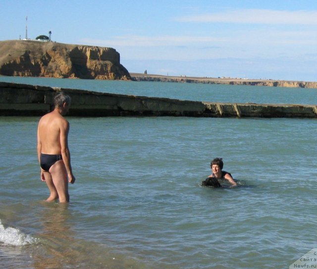 Фото: ньюфаундленд Юнона, Наталия Михайлова