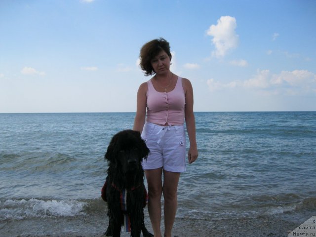 Фото: ньюфаундленд Юнона