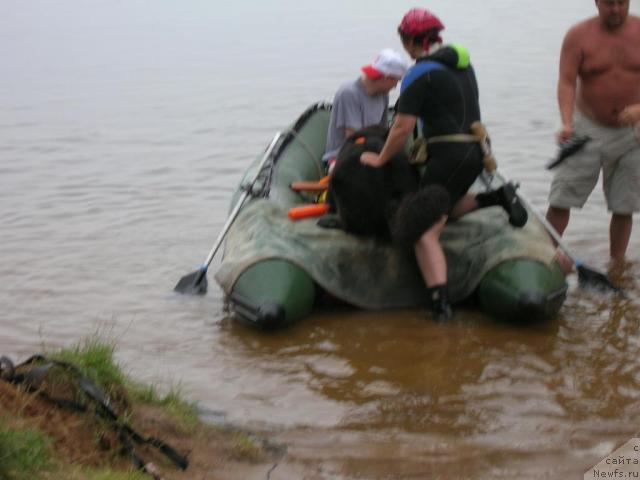 Фото: ньюфаундленд Атлант Бэст, Варвара Рыбалова