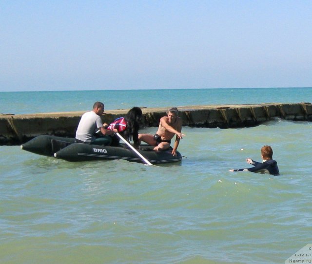 Фото: ньюфаундленд Юнона, Ирина Долотова, Андрей Кошкидько