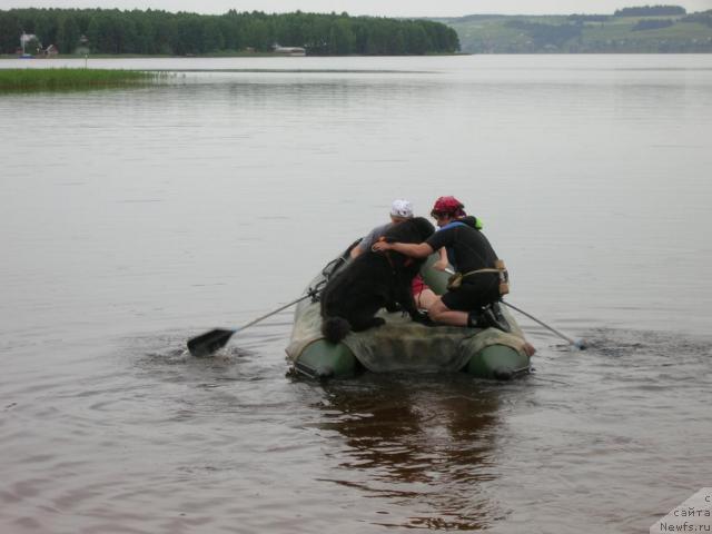 Фото: ньюфаундленд Атлант Бэст, Варвара Рыбалова