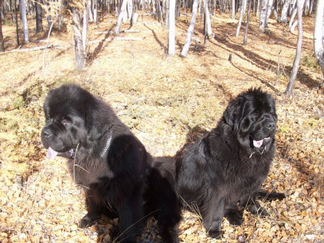 Фото: ньюфаундленд Карат из Медвежьего Яра (Karat iz Medvejyego Yara)