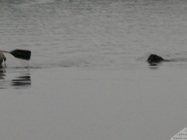 Фото: ньюфаундленд Атлант Бэст