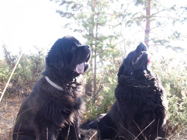 Фото: ньюфаундленд Карат из Медвежьего Яра (Karat iz Medvejyego Yara)