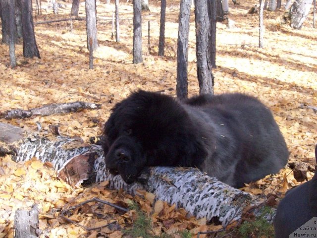 Фото: ньюфаундленд Карат из Медвежьего Яра (Karat iz Medvejyego Yara)