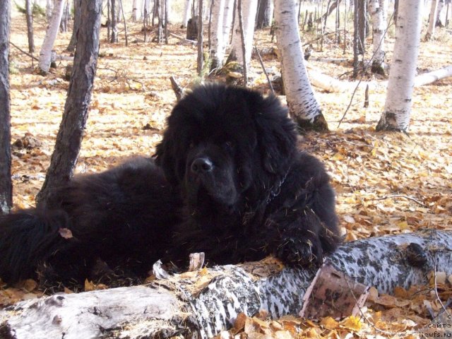 Фото: ньюфаундленд Карат из Медвежьего Яра (Karat iz Medvejyego Yara)