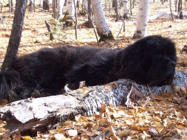 Фото: ньюфаундленд Карат из Медвежьего Яра (Karat iz Medvejyego Yara)