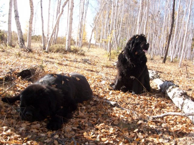 Фото: ньюфаундленд Ярада из Сибирской Глубинки (Yarada iz Sibirskoy Glubinki)