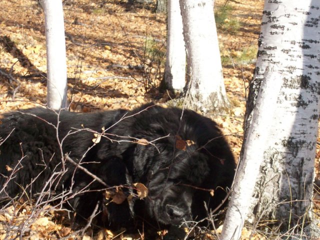 Фото: ньюфаундленд Ярада из Сибирской Глубинки (Yarada iz Sibirskoy Glubinki)