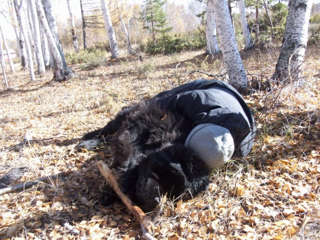 Фото: ньюфаундленд Карат из Медвежьего Яра (Karat iz Medvejyego Yara)