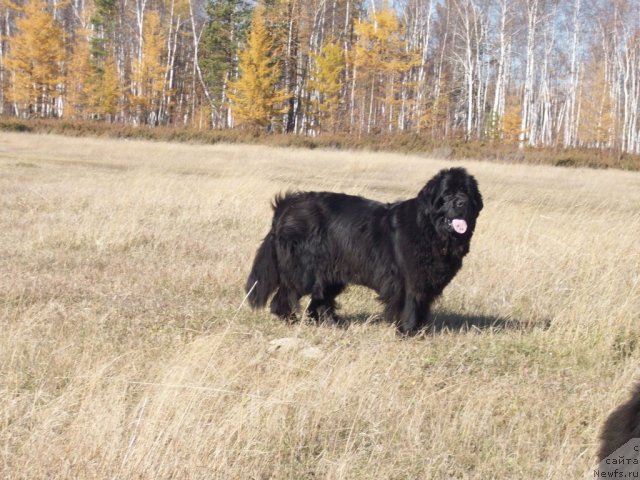 Фото: ньюфаундленд Ярада из Сибирской Глубинки (Yarada iz Sibirskoy Glubinki)