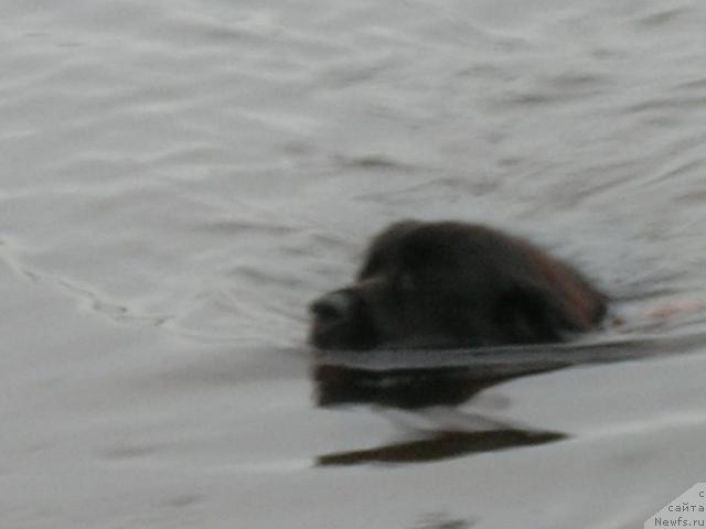 Фото: ньюфаундленд Атлант Бэст