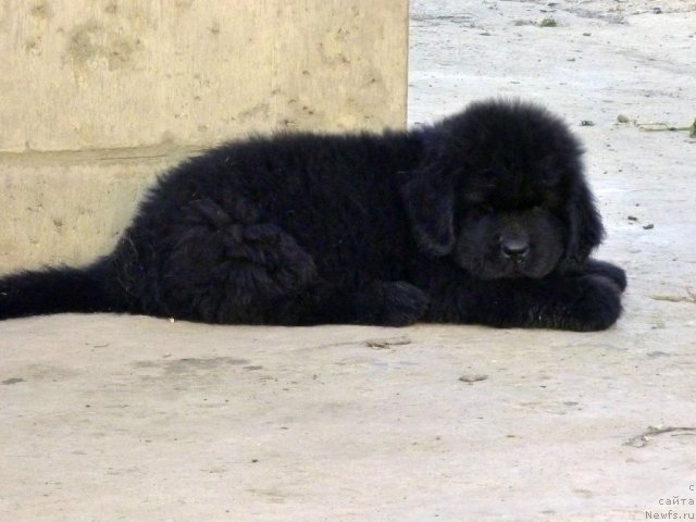 Фото: ньюфаундленд Бехер Юлиус Голд