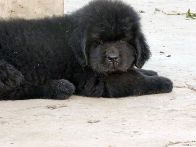 Фото: ньюфаундленд Бехер Юлиус Голд