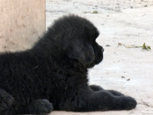 Фото: ньюфаундленд Бехер Юлиус Голд