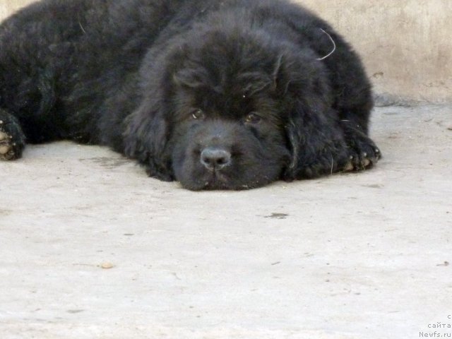 Фото: ньюфаундленд Бекки Блум