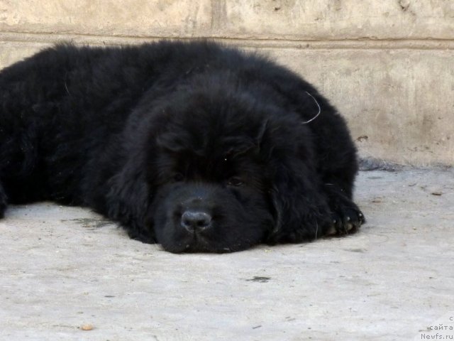 Фото: ньюфаундленд Бекки Блум