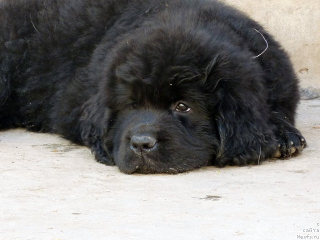 Фото: ньюфаундленд Бекки Блум