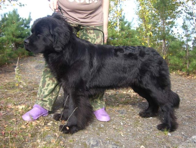 Фото: ньюфаундленд Супер Бизон Валенсия