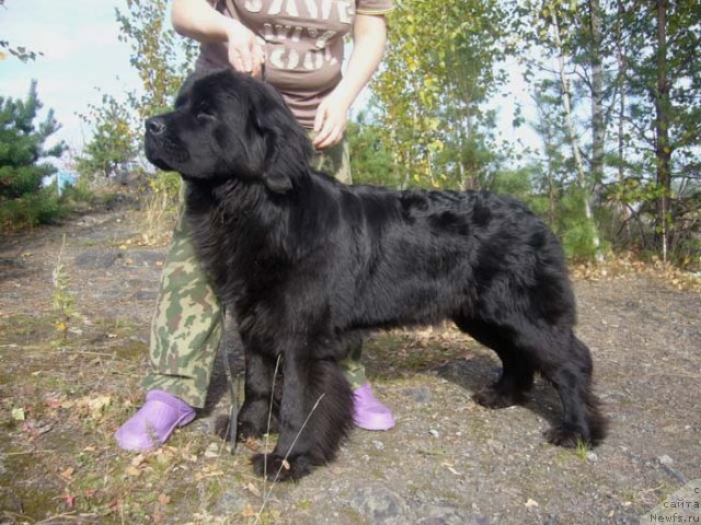 Фото: ньюфаундленд Супер Бизон Валенсия
