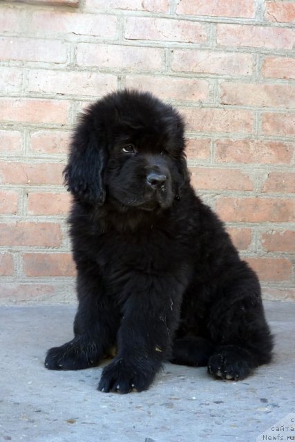 Фото: ньюфаундленд Бекки Блум