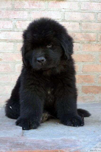 Фото: ньюфаундленд Белли Бёрд