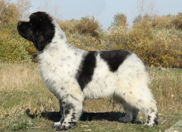 Фото: ньюфаундленд Аквиан Сонг Зиппи Панда