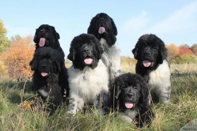 Фото: ньюфаундленд Бианка Вайт Пэрл, ньюфаундленд Супер Бизон Арго (Super Bizon Argo), ньюфаундленд Изумруд Моей Души, ньюфаундленд Аквиан Сонг Зиппи Панда, ньюфаундленд Икона Стиля, ньюфаундленд Аквиан Сонг Зес Трибьют ту Фешен