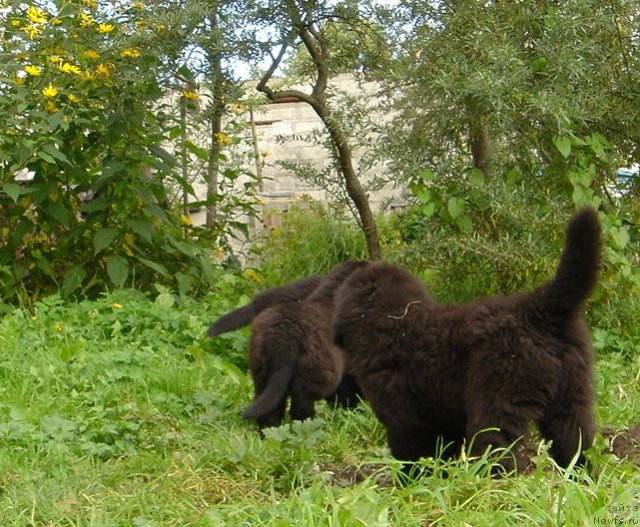 Фото: Дар СвеЗы улица ньюфов