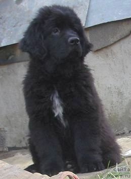 Фото: Дар СвеЗы улица ньюфов_Юлика Апус_Юника Сагитта