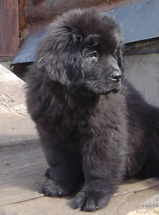 Фото: Дар СвеЗы улица ньюфов_Юнесса Корона Аустралис