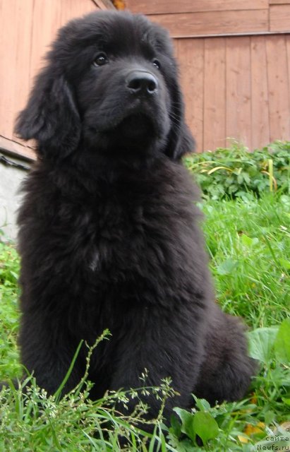 Фото: Дар СвеЗы улица ньюфов_Юнесса Корона Аустралис