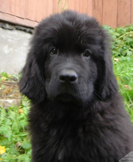 Фото: Дар СвеЗы улица ньюфов_Юнесса Корона Аустралис