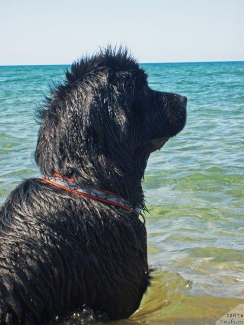 Фото: ньюфаундленд Бегущая по Волнам Само Совершенство (Beguschaya po Volnam Samo Sovershenstvo)