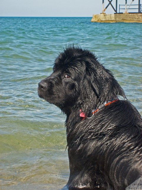 Фото: ньюфаундленд Бегущая по Волнам Само Совершенство (Beguschaya po Volnam Samo Sovershenstvo)