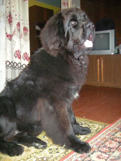 Фото: алейф грандиозный 