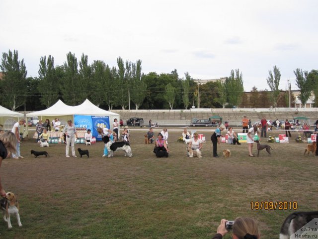 Фото: ньюфаундленд Плюшевая Панда Стиль-Санкт-Петербурга