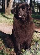 Фото: ньюфаундленд Петер-Беар Лагра Бэст