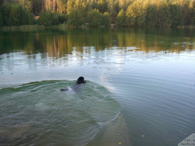 Фото: ньюфаундленд Плюшевая Панда Пленительная Далида