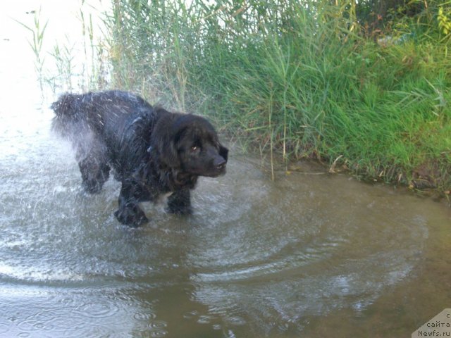 Фото: ньюфаундленд Плюшевая Панда Пленительная Далида