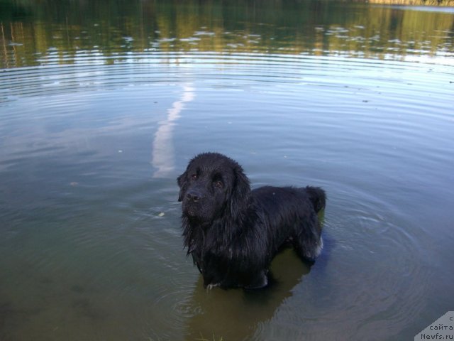 Фото: ньюфаундленд Плюшевая Панда Пленительная Далида