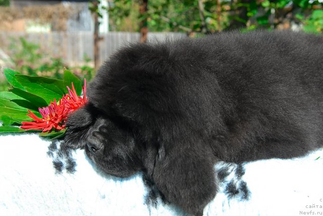 Фото: ньюфаундленд Сент Джонс Фиеста оф Саммер Дей (Sent Djons Fiesta in Summer Day)