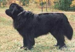 Фото: ньюфаундленд Смигар Марни