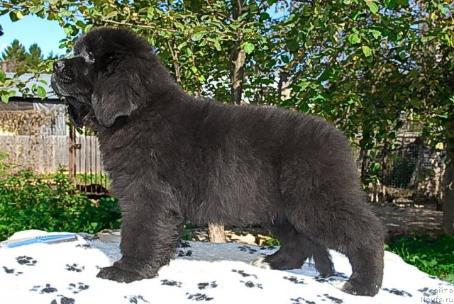 Фото: ньюфаундленд Сент Джонс Фиеста оф Саммер Дей (Sent Djons Fiesta in Summer Day)